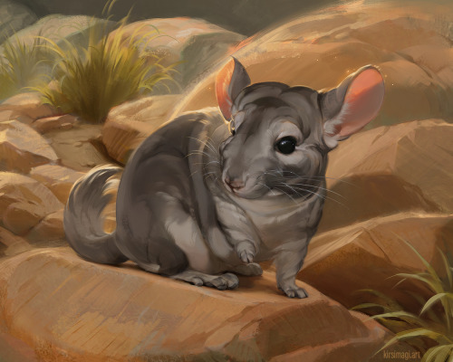 chinchilla