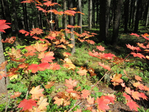 deanschlichting: Vine maple in fall splendor, Willamette National Forest, Oregon USA