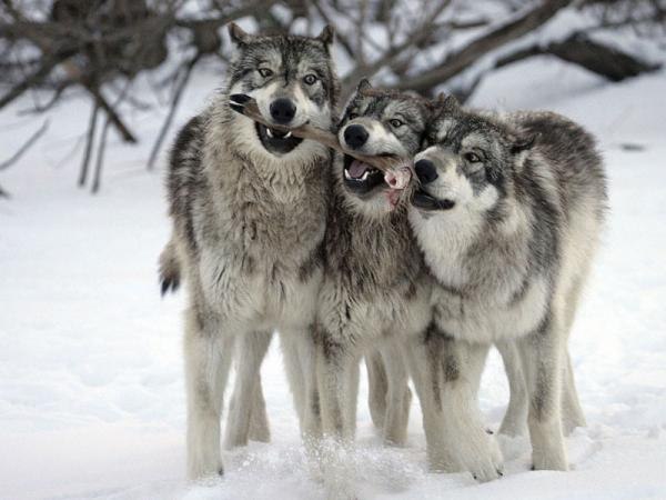 wolveswolves:  Source 