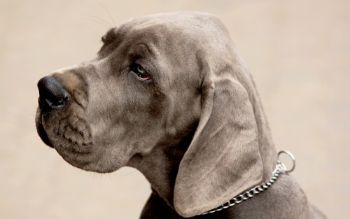 www.newartcolorz.com Weimaraner.