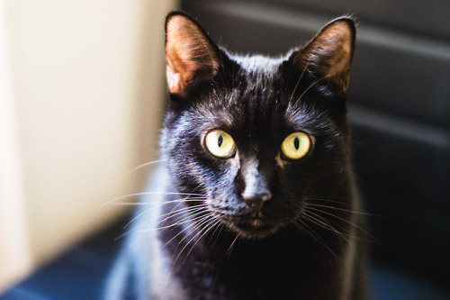 clim-ne: Hi Tumblr, It’s been a while so I present you today some photos of my cat, Jiji. 