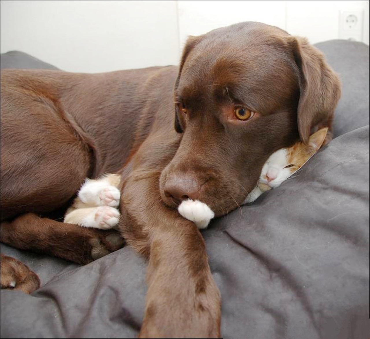 meow - woof