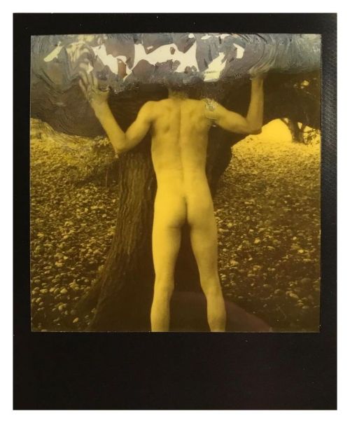beyond-the-pale:Daryl Balcombe - Tree, Polaroid photograph with chemical distortion