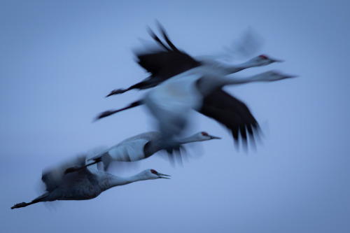 Long exposure bird photography can result in some really interesting abstract shots! I made this pho