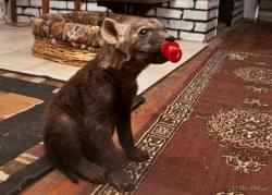 catsbeaversandducks:  Oh, just a Baby Hyena with her pacifier, you know… Photo via AWW 