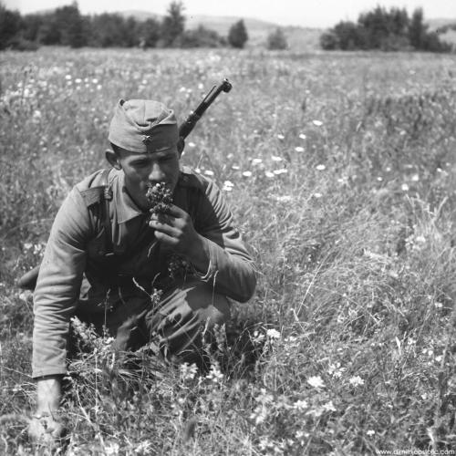 Yugoslav partisan