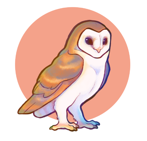 climbdraws:climbdraws:drew a little barn owl today  new lil barn owl stickers up in the shop!  