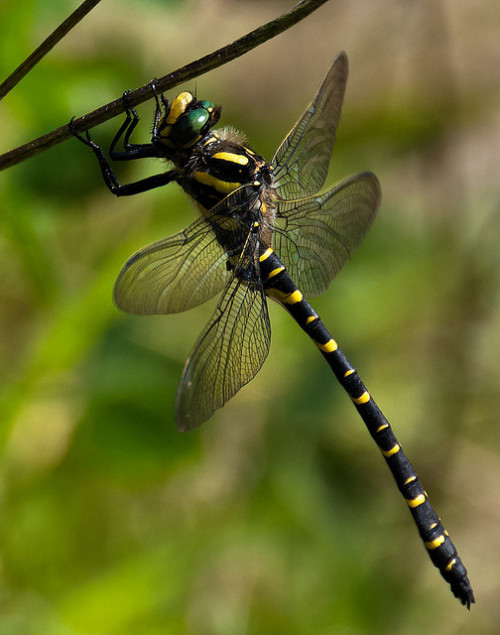 Cordulegaster boltonii - Golden-ringed Dragonfly by e_cathedra on Flickr.Cordulegaster boltonii