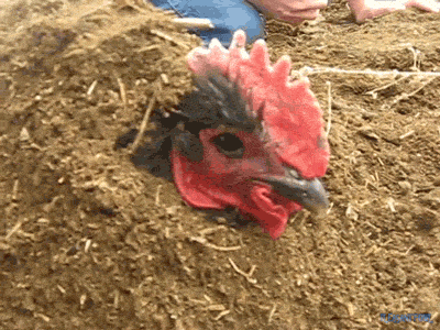 tinysaurus-rex:cluckyeschickens:pleasantfowl:This. This is Tamer. Where to even begin with him? I ca