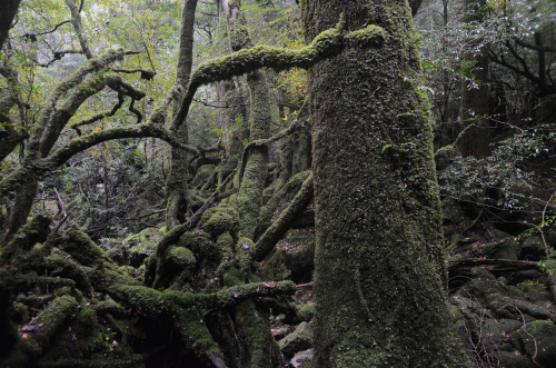 Yakushima by fakepeterpan