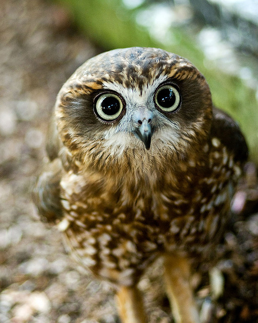 The morepork (Ninox novaeseelandiae) is found throughout Australia and the surrounding islands. Also called the boobook owl, this species uses a two-syllable call that sounds like a high pitched “boobook.” This owl is particularly adept at hunting...