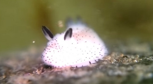 busket: bliichan: this is a pure entity thAT is literally a sea bunny, look at it’s little ear