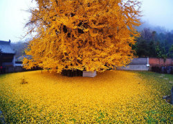 svmosf:  nigeah:  awesome-picz:    1,400-Year-Old Chinese Ginkgo Tree Drops Leaves That Drown Buddhist Temple In A Yellow Ocean.   its sooooooo yellow  This is gorgeous