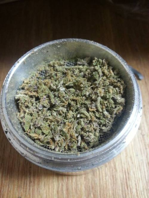kitties-are-metal:  ~Jack Herer 
