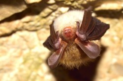 sixpenceee:  A new study has found that bats