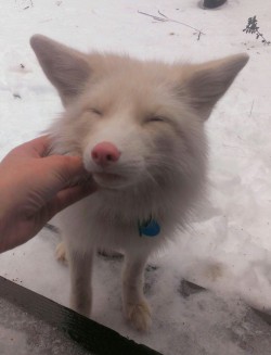 askmeifimadalek:  tigersdrinktea:  kristinaraesaylor:  WHAT IS THIS ANIMAL WTF IS IT A DOG OR A FOX IT HAS A COLLAR WTF WHAT BREED HELP  he’s a pink champagne fox &amp; his name is miko        look at this cute lil fucker (x) 