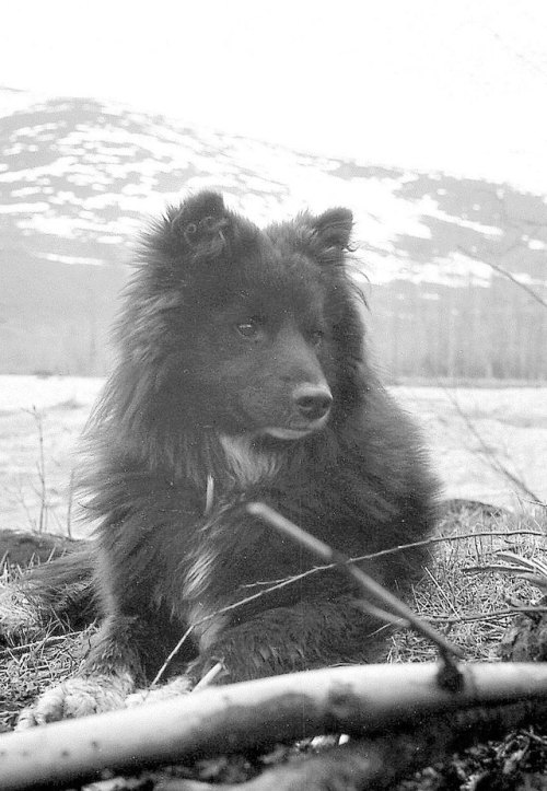 Nenets laika Ненецька лайка “From the archive of photo memories of the Kolyma geologist Mikhail Lapi