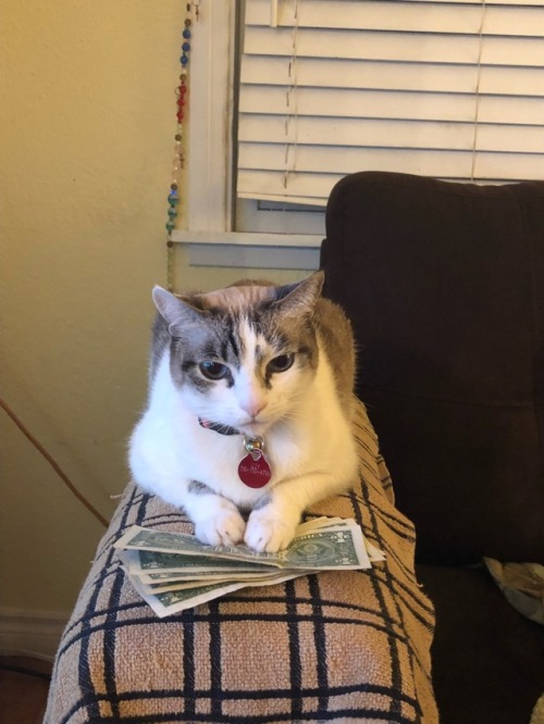 amandap99:I have my own money cat now.