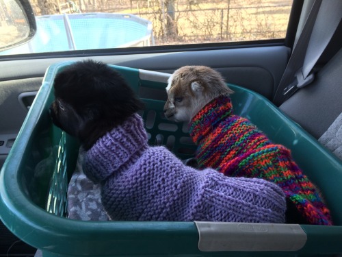 babygoatsandfriends: annamore-the-cupid: Thor and Loki went on a field trip- Loki doesn’t like