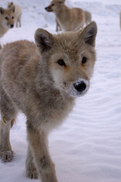 wonderous-world:Wolves on Alert by Adam