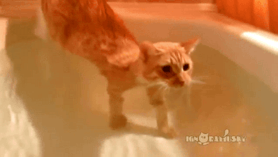 gifsboom:  Video: Cat Loves water