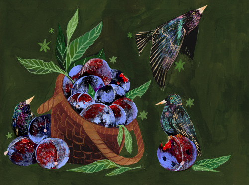 gouache painting on an olive green background of a stylized, overflowing basket of black plums. long plum leaves cascade over the edges of the brown woven basket, dropping onto the ground. Several plums have been pecked open to show bright red insides: the culprits are speckled, iridescent starlings. One sits on a discarded plum, one hides behind a pile of three plums and the basket, looking up, and a third flies away, leaving pecked plums behind.