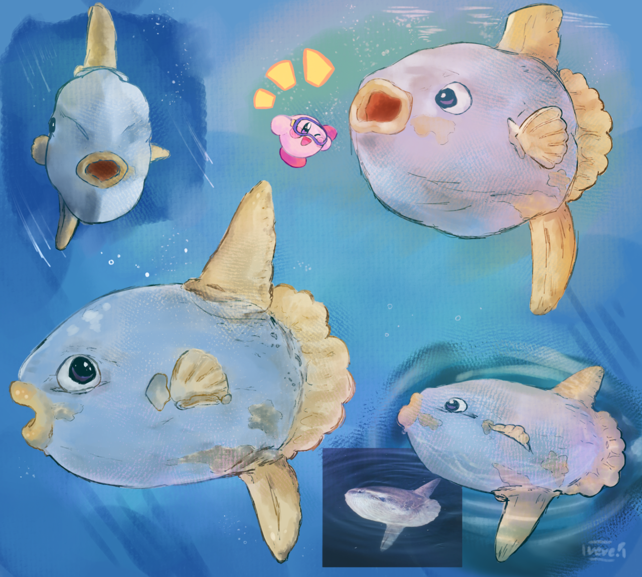 veve :] — kine is based off mola mola sunfish, which are