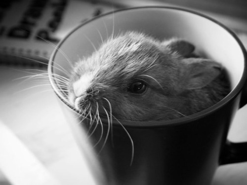 gobroadway:  bunnies in tea cups 🐇☕️