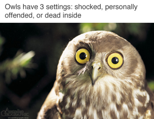 tastefullyoffensive:  (via dazuki) 