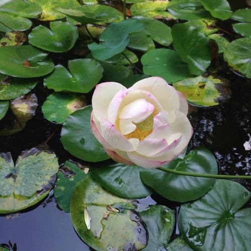 #lotus #Nelumbo #Nelumbonaceae #aquatic-plants (at Dr. Jim Duke&rsquo;s Green Farmacy Garden)