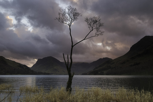 Lone Tree on Buttermere by mrhmclean on Flickr.