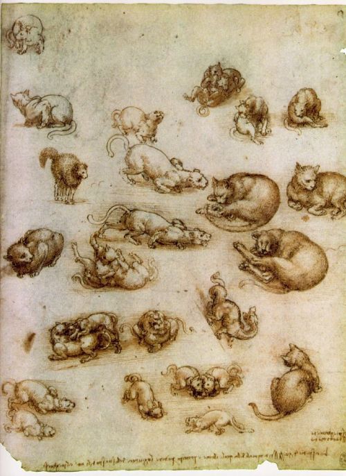 wrecklessvanguard:Studio con gatti e altri animali - Leonardo da Vinci