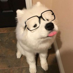 awwww-cute:  Glasses suit him oddly well