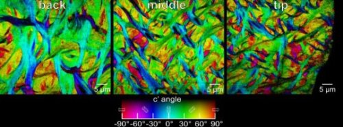 X-rays reveal biting truth about parrotfish teeth: Interwoven crystal structure key to coral-crunchi