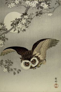 catmota:  Scops owl in flight, cherry blossoms