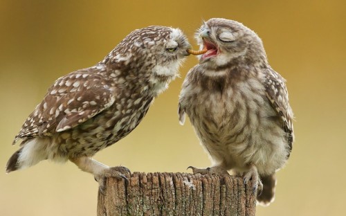 allcreatures:Picture: MARK BRIDGER/CATERS NEWS (via Animal photos of the week - Telegraph)