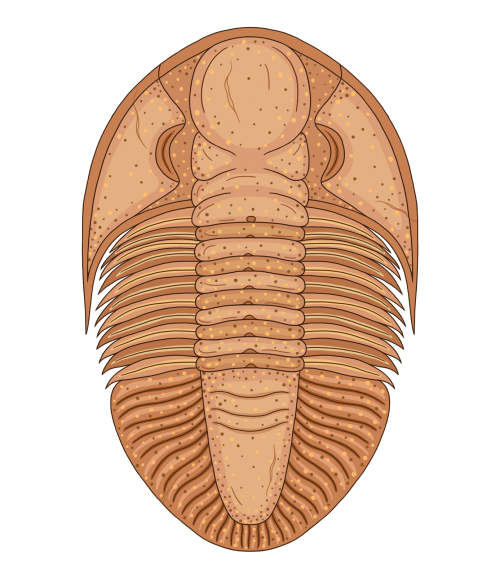 gabydalessandro:Trilobite, for Smithsonian Magazine.