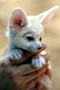 wolverxne:  Fennec Fox by: [Floridapfe] 