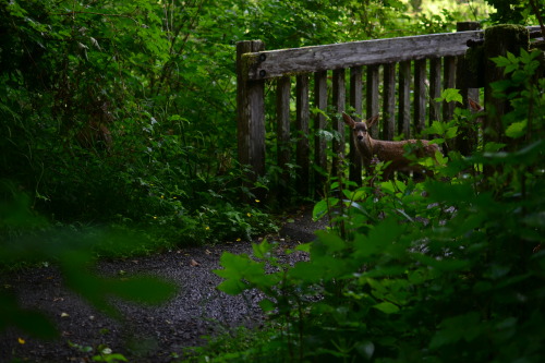 lobo-de-luna:kirrascudderphoto:As we were about to cross this bridge, we realized a doe and her two 