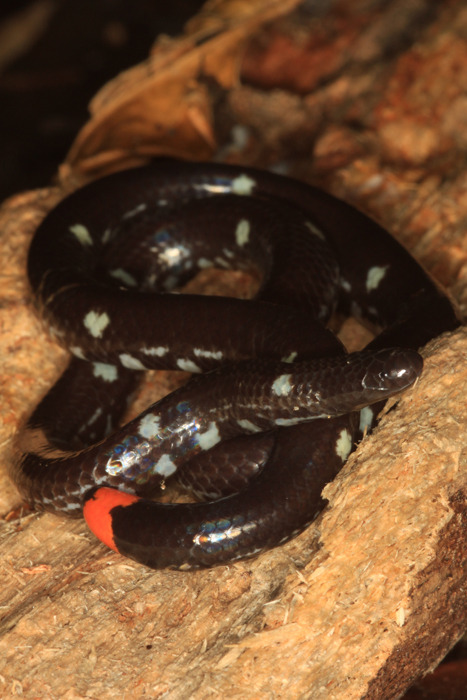 Doc 🐅🔜 MFF on X: This lil' dragon-like snake is a hairy bush viper!  Scientifically called Atheris hispida, their scientific name comes from the  Greek words meaning hairy and tailed. Their tails