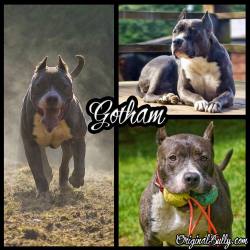 originalbully:  Wishing a special happy 9th #bullybirthday to #Gotham , our youngest boy here @ #originalbully ! #bulliesinthemist #bullybunch #ogbully #ogbfam #mypitbullisfamily #gofrrrball #fogdog #twofer #pitbull #gman #inbullywetrust