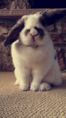 Cottonthebunny:  ~Cotton The Bunny 