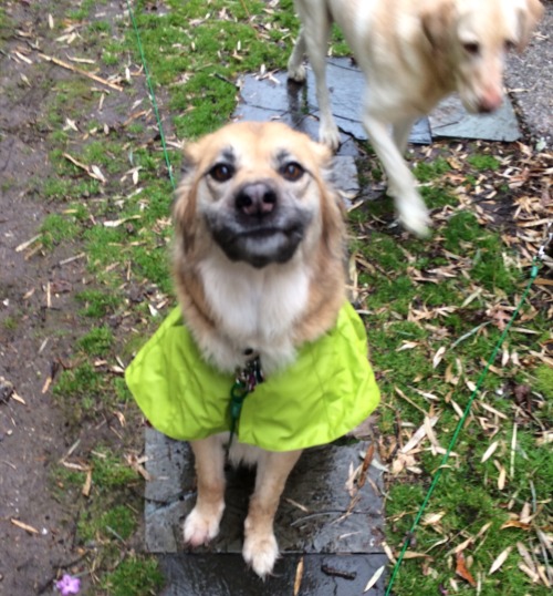 ive been revitalized by this dog and her rain jacket