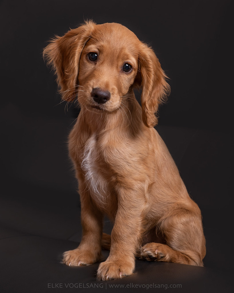 Peaches the cocker puppy by Wieselblitz 