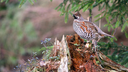 Hazel Grouse (Tetrastes bonasia) &gt;&gt;by Eugenijus Kavaliauskas -=Dantis=-