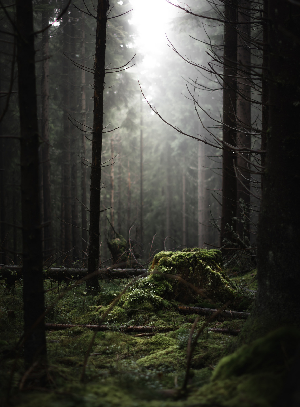 moody-nature:  Misty woods // By magnus dovlind