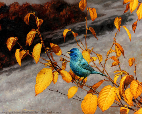 Three oil paintings I finished this autumn: "Ever Return" Indigo Bunting, 11"x14"