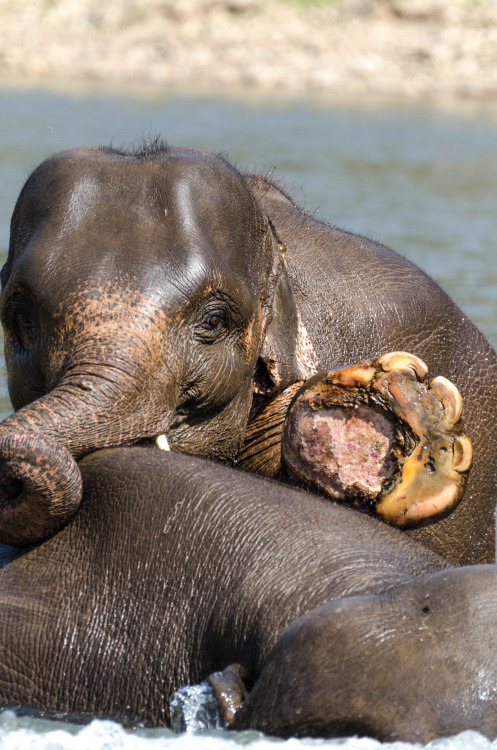 This is Thong Suk aka Jungle Boy. He is one of the youngest elephants at the Elephant Nature Park in