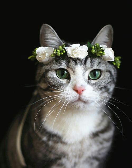 my-moonlight-us: Spring cats with @kohakuhime