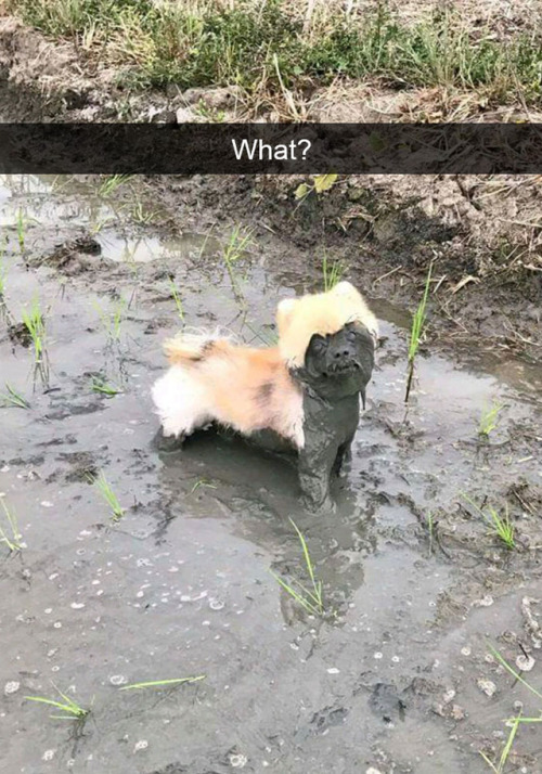 sc52: stardustbinch:  thisoneshade:  catsbeaversandducks: More Dog Snapchats On Bored Panda We don’t deserve dogs.  best part is you know exactly how the muddy-faced dog was positioned prior to the picture    That last one had me crying with laughter,